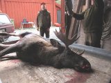 IMG 2767  Så er der en skov på vej ind