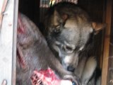IMG 2792  Elg hund med te helt hoved..jo der blev taget en kvige on en tyr mere på diste sår = Bjh