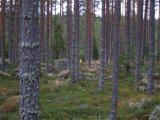 IMG 2811  Godt der er stærke farver på Happys vest..forsøger ned langs skåltjänsväggen og så langs kanten med Franmssermosne.. han har i starten haft insistrende stad,.. men den var  desvære tom!