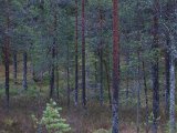IMG 2828  jakt vardå?