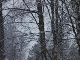 DSC00196  Her lidt mere tydeligt lidt TV for træ i midt / forgrund og lidt ned fra nederste tværgren TV