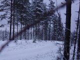 DSC00207  På pas efter s-ving ved start af min indkørsel .. damn haren kom par 100m længere fremme ved gammel skovvej