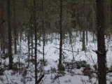 DSC00404  Pøver Hppy i skoven.. han får ikke stillet nogen fugl .. men jeg hører en Tjur stikke af fra et træ end 50m oppe og  så væk