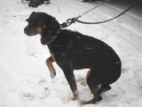 IMG 1127  Ti tager op til Lerbjerg bakkedragene' .. hunden vil gerne at der snart sker noget
