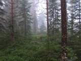 IMG 2474  tæt morgen skov i Skåltjärn..hvor er hunden