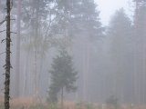 IMG 2476  DEr var Tjur på vej ned i msoen..men den så os