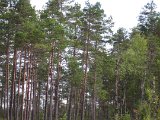 IMG 2482  Prøver alene med hunden ..men ikke noegt der var noget i