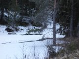 DSC00513  På vej til Bertil igen .. ser nyt gnav midtvejs på jerne abne volden .. beslutetr at følge sløbe spor ned..her evd insævring af elven .. er lidt brudt is og...plump..!! der var den sgu!!