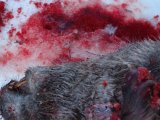 DSC00534  OK først skudt fint ..fremme/lunge..2det lav nakke ..3die høj nakke..½vejs separeret hovedet..den hvade i hvertfald hurtig død