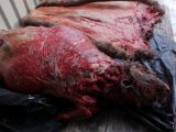 DSC00564  Som altid tagre det tid med at få pelsen af..den kan jo ikke flåes, men må forsigtig skæres fir