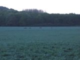 DSC00770  Førest emorgen..nabo..rudel.. niogle er hjort med 'gevægst' på vej