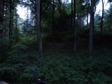 DSC00820  næste morgn prøver inde i Essendup skoven..skærer lilel stige fri ..smidder rygsæk / skyd stok fornendne .. og så op