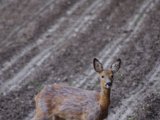 IMGP1313  klik-klak på 20m..det var for megt og ind i skovbyrnet om neden om mig