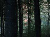 DSC00741  Sol opgnag..men havd var for dyr..syntes ikek helt det vasr brunt nopk til rådyr..og spejll .. svært at se..BUm andet sted i skoven...15min senere igen bum..