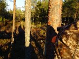 DSC01968  hører skud ..en kalv skudt ikke så langt væk..men intet kommer her forbi