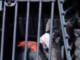 DSC01798  Jo da vi har fået elg og hunden