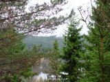 DSC01806  der ende ved Sången .. en ko hoppede i og svømmede tværs over .. det er de begyndt på efter ulvene er kommet til