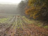 DSC02002  2den såt blæst af.. denn gang skyttekæde langs den stor skov (ned vinds) drevet taget fra midste af skoven