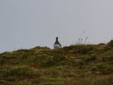 IMGP2051  Andrew jeg går parrallelt med Lars - vi er bare på bakkekammen .. ups Ptarmigan = fjeldrype