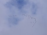 IMGP2069  Vi saster og går i Nordksove til middag gæs er der mange af ..jeg støder en rå i starten .. 1 time senere en hjort i tæt skov end 80m oppe i en 'kanal' men front mod mig/obeserverer mig ..den står i modkys .. har ikke patron kammer og vil ikke skyd Texas style..Adrew siger i skov = patron i kammer selv om man går og jeg skulle bare klappe til såen som jagt situation er nu .. hmm
