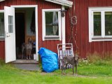 IMGP1815  Rolins to glathår tæver Karina og ?