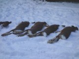DSC02038  de 4 harer og 2 snepper fra formiddagen,, der blev kun set lidt om eftermiddagen. Rigtig hyggelig dag..set meget vildet, også en hel del rådyr, men bortset fra den der kom for mig (spidst!) ikke på skudhold.