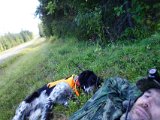 DSC01491  hemtur med 3benet humpe dumpe hund..2 dgae i streg emd 3t+ terræn i træk .. han gamle skade (sene skde betændelse i skulder) ser ud til at være brudt upp igen = slut jagy med ham nu