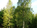 DSC01500  vi kører hjem syd på til Bjh .. uden huden er det ikek meget at gøre her