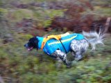 DSC02109  yes grisedragt med ulvesøm på ..bipper, GPS etc .. vil minimrer risko så meget som muligt mht de ulve der er i nabolaget