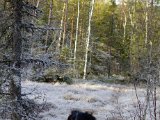 DSC02247  nede ved mit lille hjørne ved indkørsel i mini myr og det tætte ungskov
