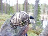 DSC02522  Sidder på top af skrænt modsat bæverbo hvor jeg fik en nattebæver for end 3år siden