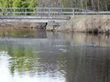DSC02555  går nu mere sydligt end jeg har været førved elven, Bertil mener der er aktivitet bag ved Engarna.. fugl er da
