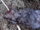 DSC02579  1st skud som jeg ville: taget/lammet ryggrad ud over lunge etc .. andet skud lidt lavt/men den havde ruller så lidt svært at bedømme