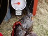 DSC02606  lidt over 16kg..ok som forventet