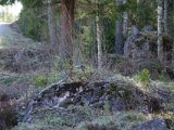 DSC02733  går kun langsomt af vejen..de er vel spillegale de fugle