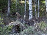 DSC02735  flot fugl..men ville gerne se den når jagt sæsonen går igang