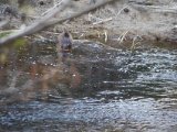 IMGP2288  dælme jo, der kommer en op og spiser lidt i laguen, svømmer lidt, komme tilbage..vælger igen at tage foto først 'bagfra'