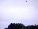 DSC02942  Rovfugle bliver aktive fiaaaa fiaaaa..kredser nogen gange og sætter sig så tilbage i høje graner .. så ud igen .. samme cyklus gentages over godt ½ time .. musvåger?
