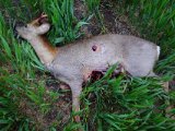 DSC02960  her er den, flot lille buk i nyfejning og i pelsskifte ,  skud ovenfra ned på 5m.. trykket har sprængt mellemgulvet ud .. det var lidt af det jeg kunne se forneden da den rejste sig fra først leje