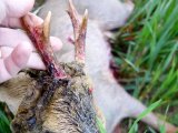 DSC02961  'næsten 6er' med bast trævler