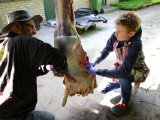 DSC03008  på inderside af pelsen TH (ud for Alexanders tommel) ses det der kunne være 2det skudet (kunne jo ikke se det 'udefra' .. gået igennem uden ekspansion?..men der var jo kraftig støvsky af formodenlig morgendug på dyret i selve skudet ..så virkning har det haft)
