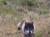 IMGP2869  og gråhund