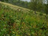 DSC03654  i det fjener 'kalfjäll' vi gerne vil op på