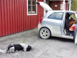 DSC03708  flad hund tilbage ved hostel.. vi havde muligehd for Jerpe (hund i snor under opstigning) Ripe i trækanten (hunden stadig i snor) og til sidst en ripe jeg ser + han har stand for tidligere leje.. jeg sender ham derefter hen hvor den havde slået sig ned .. men hopper direkte ned i den og Pxxxxx som i helvede efter den = ingen succes