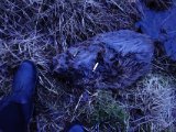 DSC04692  ja det ekstra skud har givet ekstra hul i pelsen (vil jo bruge skind til vest) - det må jeg så leve med