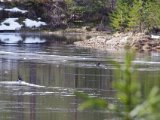 IMGP3508  Vi går opstrøms for evt finde det bo bæverne fra siste år kom fra..tilvidre Knipa (Hvinand)