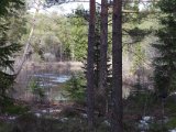 IMGP3511  Lige nedstrøms fra bron til Silvbergsfallet. Per skjult bag gran helt TH.. Bo lige ud i svinget på modsatte bred