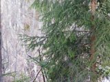 IMGP3512  der