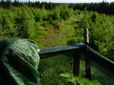 DSC04891  Sidder på toppen af bakke med meget nyskov/'eng'..hvis nu en buk var sulten efter sol, så kunne det være her