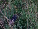 DSC04792  en uge senere vil op i samme tårn og tager smut vej pga vind - støder gammelrå og smaldyr-..lidt længere inde 2 katte? - NEJ 2 helt nye lam .. står bom stille.. Men de kommer hen mod mig!